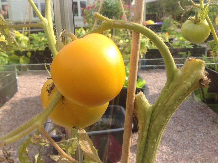 Mogen gul Sungold-tomat på planta i växthus med omogna tomater och beskurna grenar i bakgrunden.