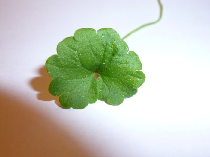 Grönt blad med räfflade kanter på tunn stjälk mot vit bakgrund, likt ört som beskrivits.