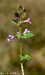 Växt med små lila blommor och gröna blad mot suddig bakgrund, troligen Glechoma hederacea.