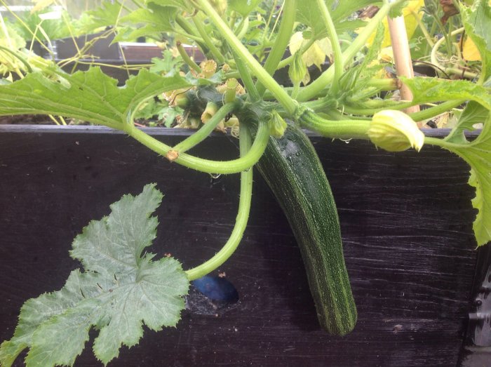 Zucchiniplant med en mogen frukt, blad och blomknopp i en trädgårdsbädd.