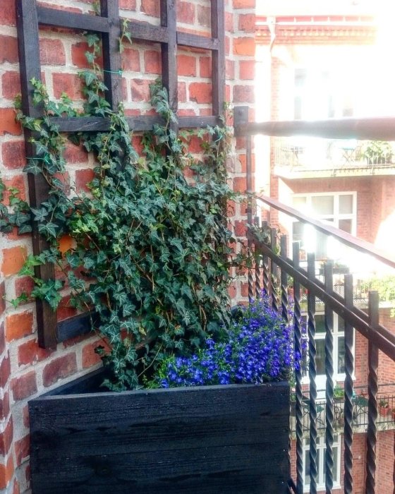 Balkong med tegelvägg, träspaljé och blomlåda med blommande blå lobelia och klättrande gröna växter.