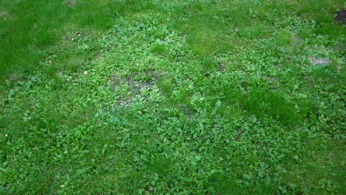 Gräsmatta med ogräs, områden med maskrosor och tät växtlighet som konkurrerar med gräset.