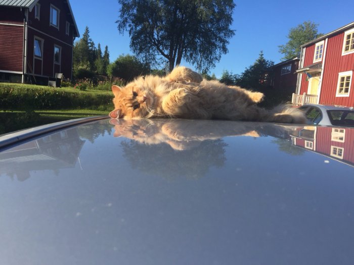 En röd katt som ligger på sitt rygg på en bil och speglar sig i bilens blanka tak med röda hus i bakgrunden.