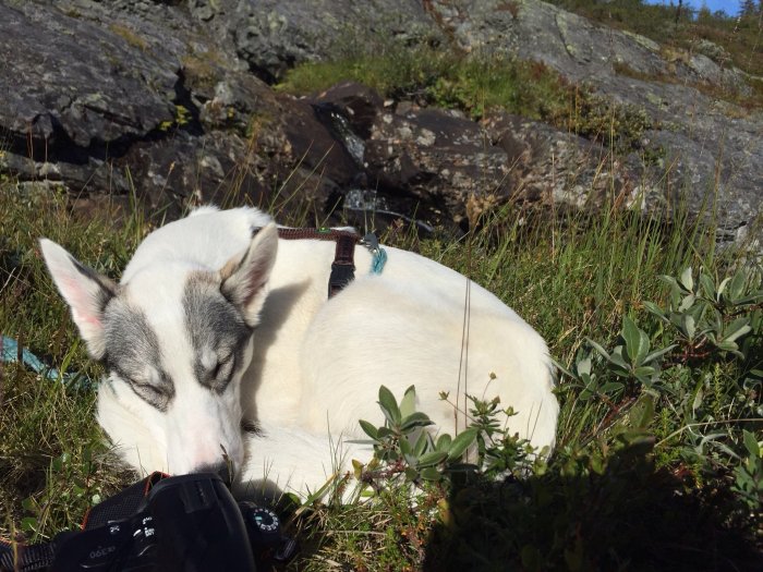 Siberian Husky som ligger och sover ute i naturen med fokus på dess vita och grå päls och sluten kamera nära.