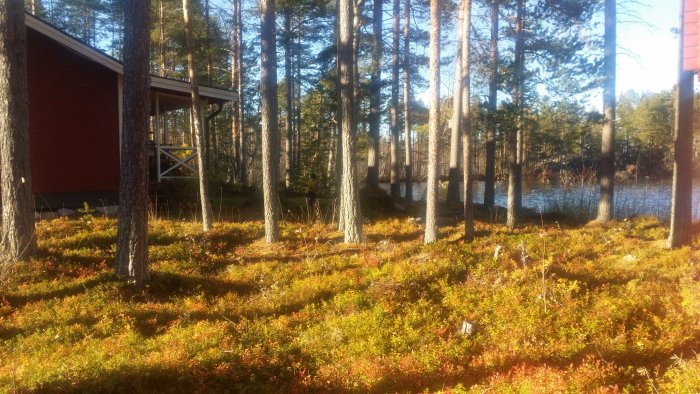 Vy över en frodig skogstomt med färgblandade markväxter och tallar, med en röd stuga och altan synlig i bakgrunden vid sjökanten.