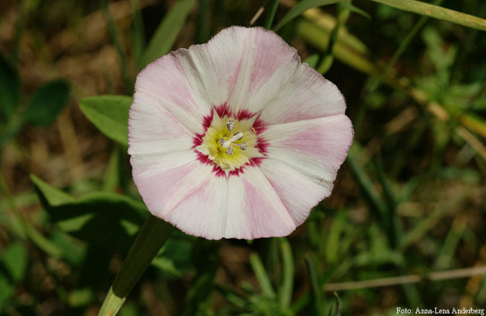 Närbild av en blommande åkervinda med vita blommor som har rosa ränder, mot en grön och brun bakgrund.