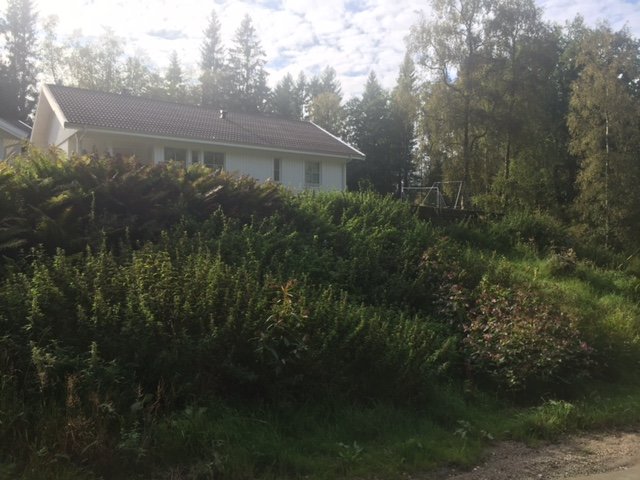 Vy från vägen upp mot ett hus med en övervuxen slänt där en mur ska uppföras.