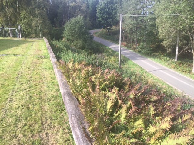 Gammal stödmur längs gräsmatta med ormbunkar intill en väg, i lantlig miljö.