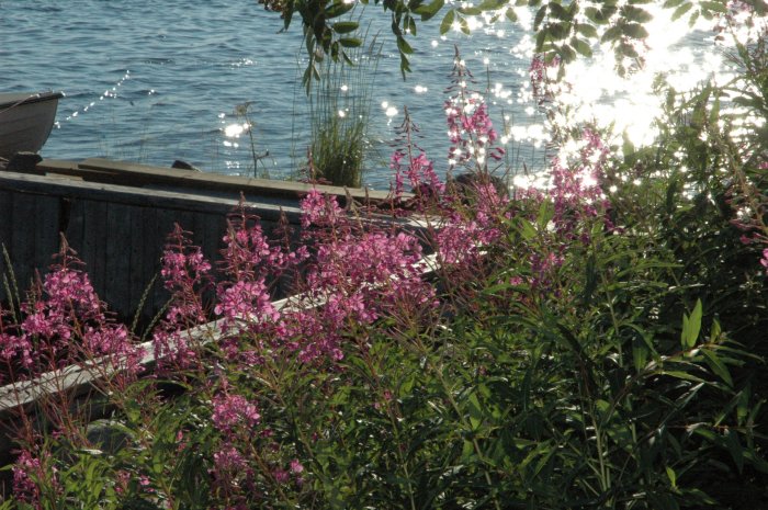 Solreflektion på vatten bakom blommande rosa löjtnantshjärtan med en roddbåt vid kanten.