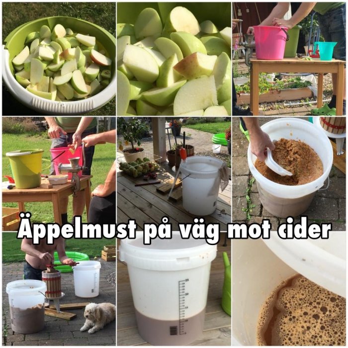 Steg för steg-bilder av äppelmusttillverkning, från klyftade äpplen till must i hink.