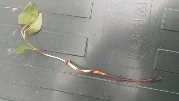 Uppgrävd planta med skott och smal rot utan koppling till större rotsystem på en grön yta.