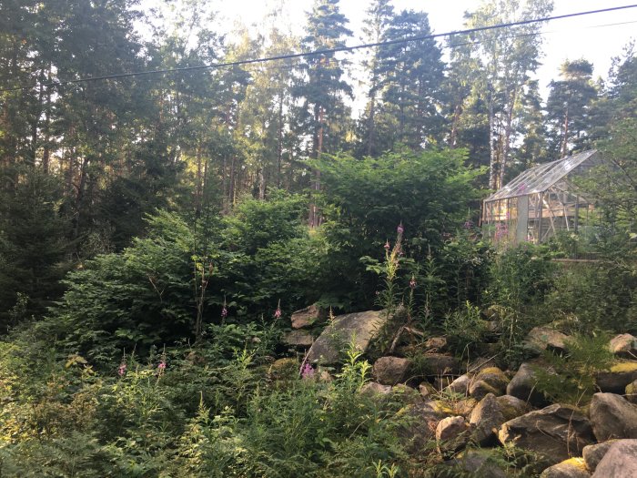 Lummig trädgård med Parkslide längs gräsmattanskant, stenar i förgrunden och ett växthus i bakgrunden.