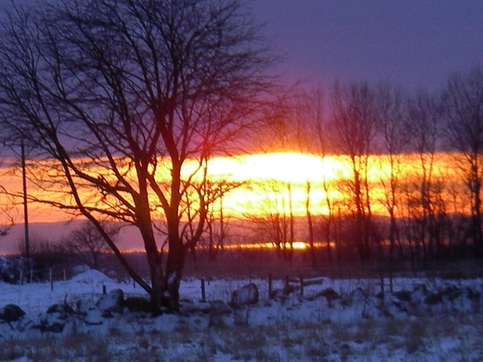 Solnedgång med trädens silhuetter mot orange himmel, taget 2013 med snö på marken.