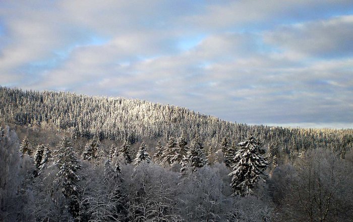 Snötäckt skog med träden täckta av frost under en klar himmel.