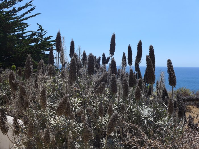 Utsikt över kust och hav genom höga blommande växter vid San Simeon, Kalifornien.