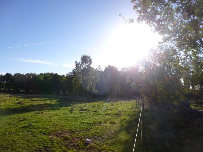 Morgonvy med lågt stående sol som skiner genom träd och över ett grönt fält, klockan 09:08.