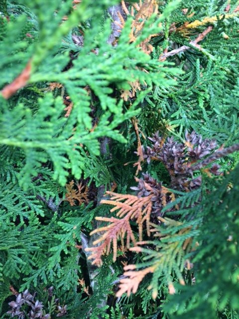 Thuja med en blandning av gröna och gula barr, tecken på möjlig närings- eller vattenbrist.