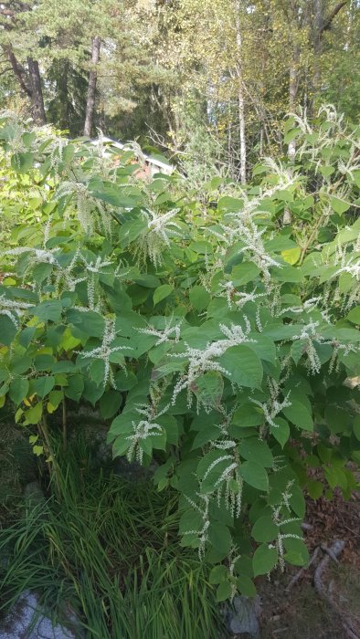 Växt med karakteristiska gröna blad och vita blommor, eventuellt Parkslide, i skogsmiljö.