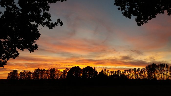 Dramatisk solnedgång med orange och rosa himmel bakom silhuetter av träd.