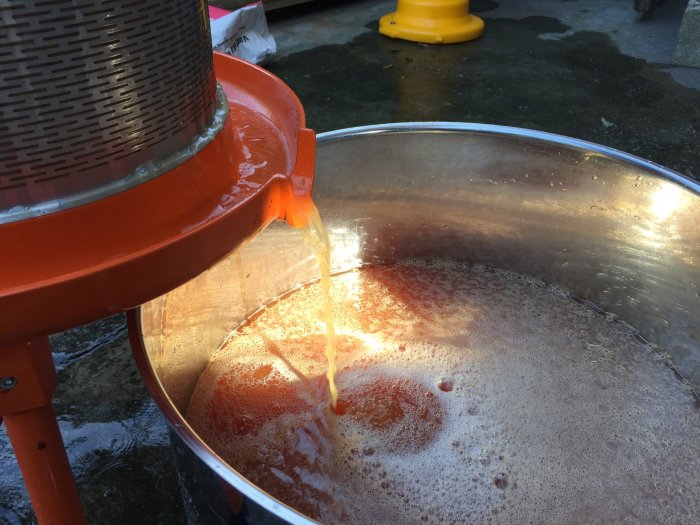 Nypressad äppeljuice rinner från en fruktpress ner i ett rostfritt kärl.
