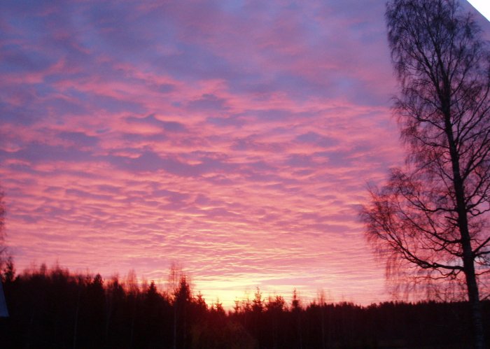 Dramatisk himmel med rosa moln vid solnedgång med silhuett av träd.