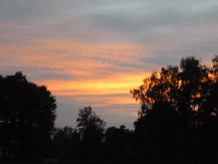 Solnedgång med orange och blå himmel bakom silhuetter av träd.