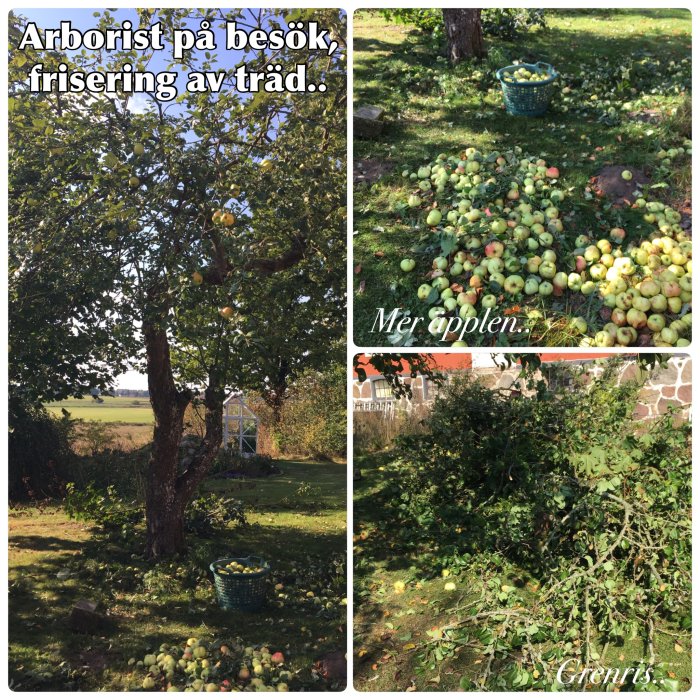 Kollage av trädgårdsarbete, inklusive äppelträd, nedfallna äpplen och en hög med ris och grenar.