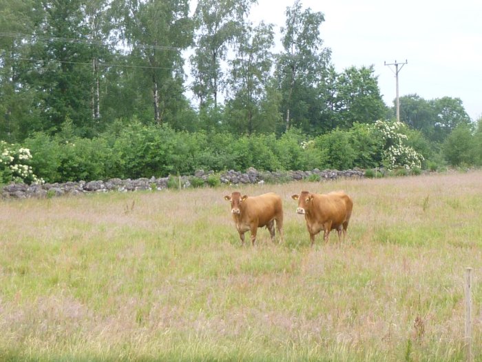 Två gravida kossor på en sommaräng med stenmur och buskage i bakgrunden.