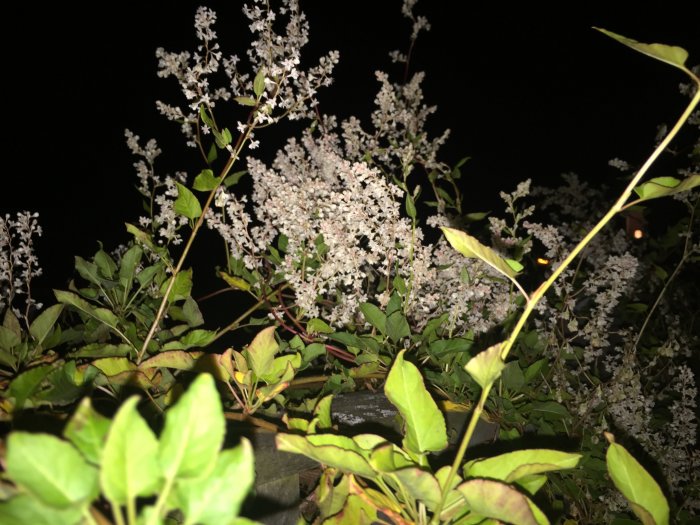 Närbild på gröna blad och små vita blommor på en växt som hänger över ett staket på kvällen.