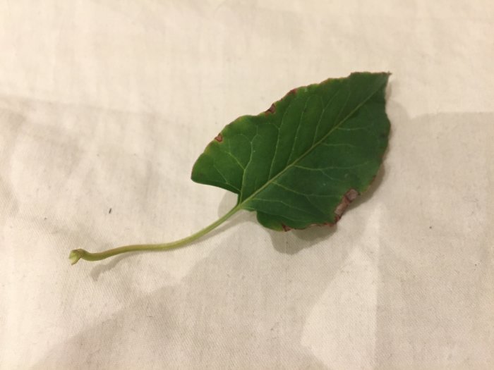 Närbild av ett enskilt grönt blad med skaft mot en ljus bakgrund.