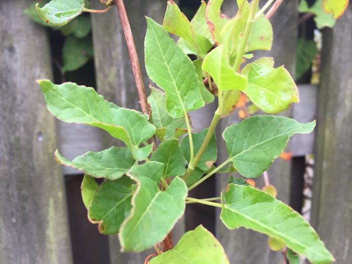 Växt med gröna blad och brun stam framför trästaket, liknar parkslide men blommar inte.