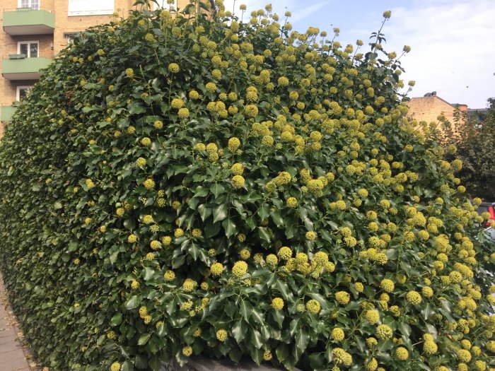 Blommande buske med många gröna löv och gula blomklasar, frekventerad av bin.