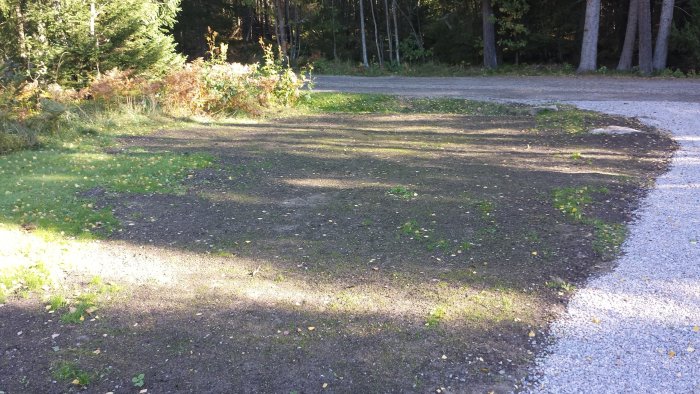 Nyutsädat gräs som börjar gro på en tom plats med skog och en grusväg i bakgrunden.