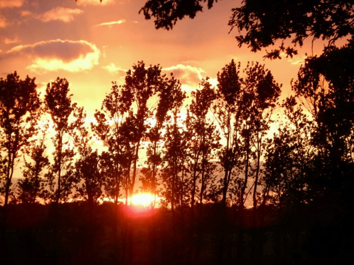 Solnedgång bakom träd silhuetter mot en dramatisk röd och orange himmel.
