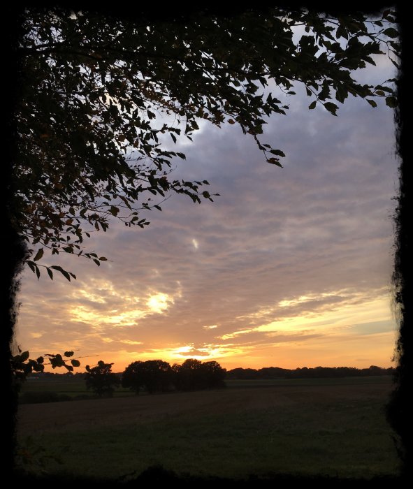 Solnedgång med silhuetter av träd och lövverk mot en färgrik himmel den 1 okt 2016.