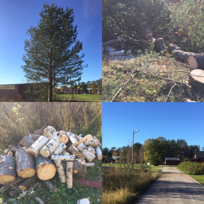 Kollage av fjärde bilder visar först en tall intill byggnader, huggna björkar, upphuggna vedträn och en lyktstolpe längs en väg.