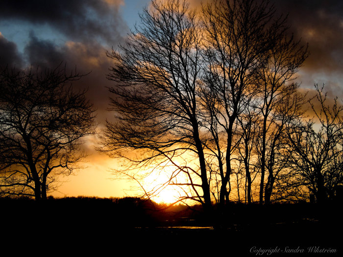 Solnedgång med silhuetter av träd under en mörk himmel i december 2015.