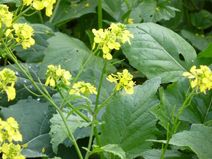 Närbild på ett fält med blommande gula växter, möjligt åkersenap, i oktober.