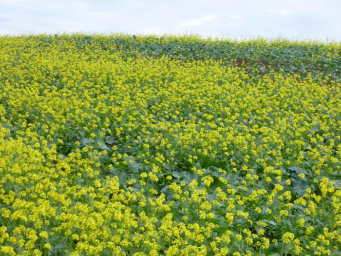 Ett stort fält av blommande gröda med gula blommor, möjligtvis åkersenap, fotograferad i oktober.