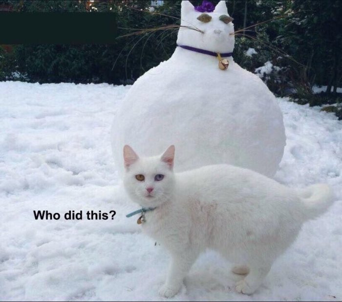 En vit katt står bredvid en snögubbe formad som en katt med texten "Who did this?