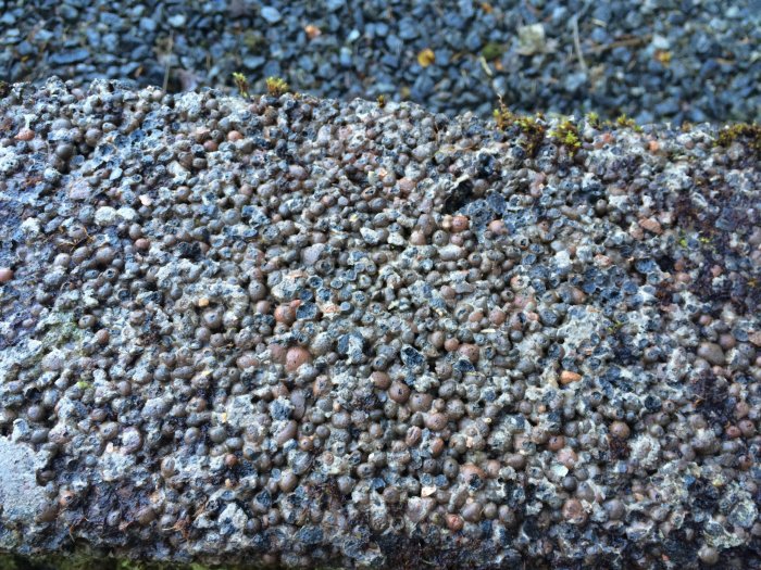 Photo 06-10-16 15 58 44.jpg