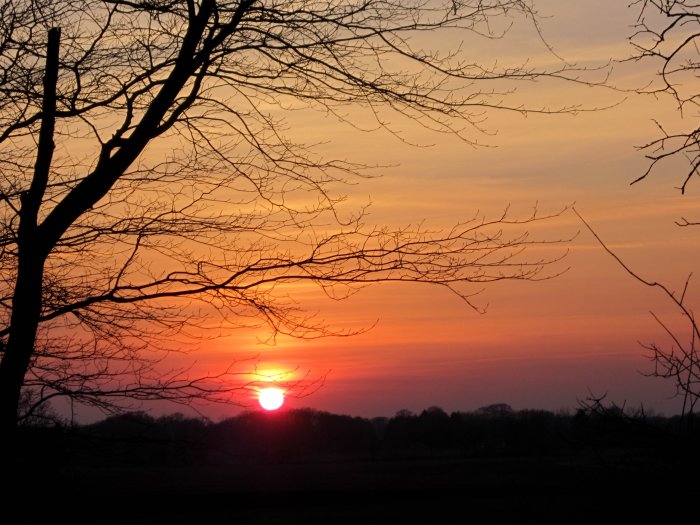 Solnedgång med silhuett av trädgrenar mot orangerött himmel.