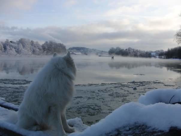 En vit hund som ser ut över ett fruset landskap med snötäckta träd och is på vattnet.