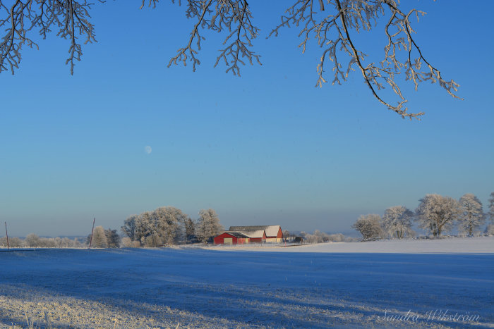 Vinterlandskap med snötäckt fält, frostiga träd och en röd ladugård, med månen i klarblå himmel.