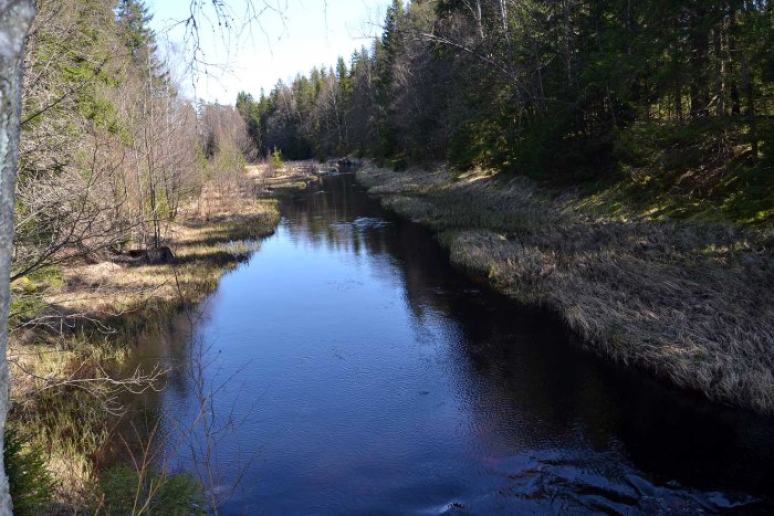 Skogsbäck med spegling av träd och himmel, kantad av gräs och skog.