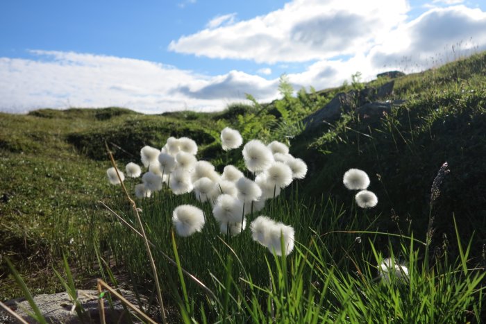 Fjällig björnmossa i förgrunden med en blå himmel och lätta moln över en grönskande Jämtlandssluttning.