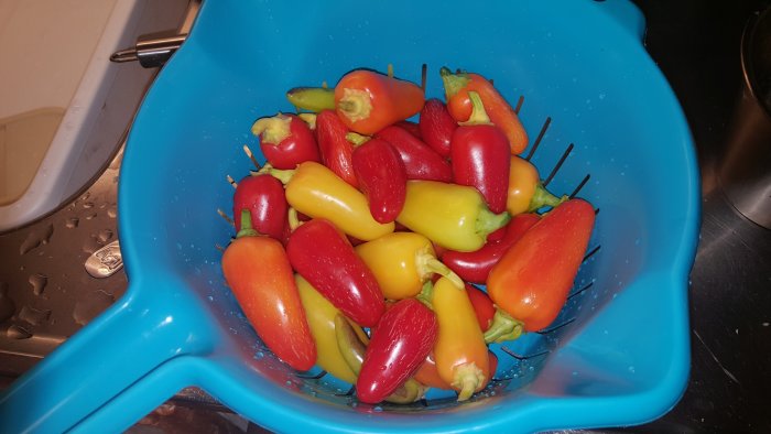 Nyss skördade Numex Pinata chilifrukter i olika mognadsfaser i en blå skål.