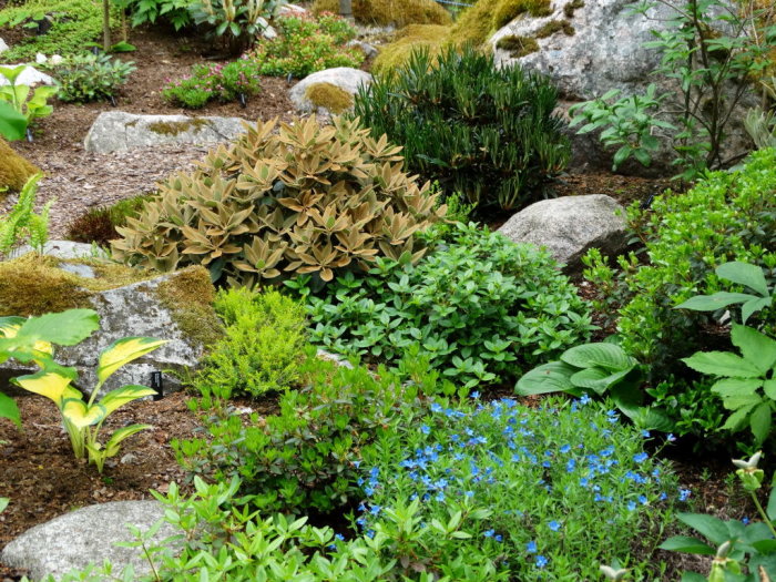 Trädgårdslandskap med blandade växter, inklusive en kompakt Rhododendron med brunt kanelfärgat indument, stenar och mossa.