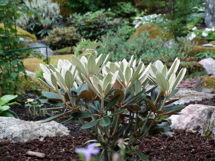 Rhododendron med silvrigt indument i trädgård, omgivet av stenar och andra växter.