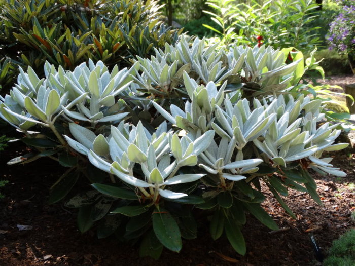 Rhododendron med silverfärgat indument på bladen i en trädgård, visande dess kompakta och långsamväxande form.